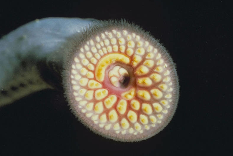 The sea lamprey, an aquatic invasive species that's been around for 340 million years, attaches itself to other fish and feeds on blood and fluids. Host fish are often unable to survive the parasitism, according to the Great Lakes Fishery Commission. Sea lampreys are hardy and the species has survived through four major extinction events.